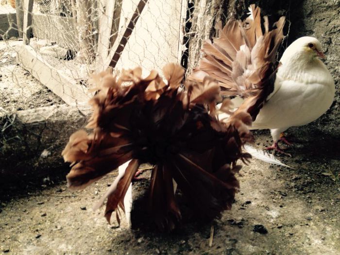 11009117_871266109583059_9181146280579636133_n