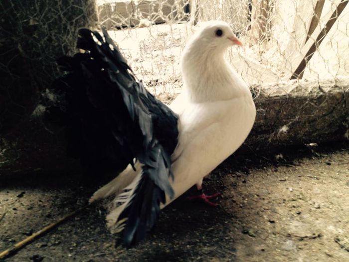 11011456_871267316249605_6394519052413115412_n