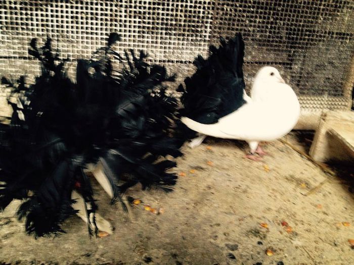 11013551_871265756249761_2371359463291690317_n