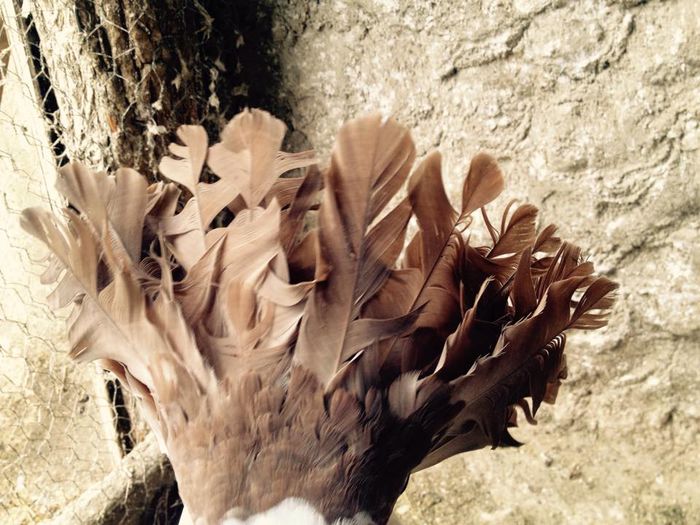 11021113_871265802916423_4537231092926059037_n