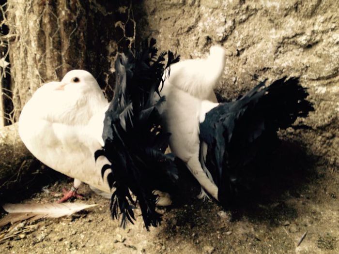 11021148_871267682916235_6446653188427446182_n