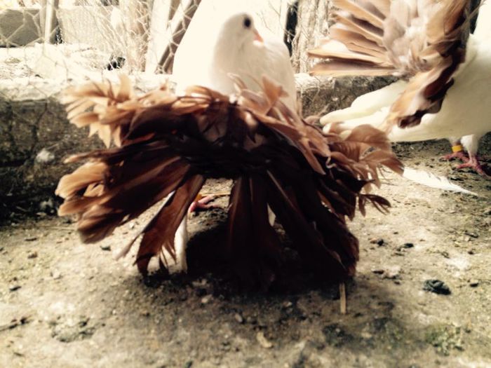 11025783_871266006249736_2569920888004943956_n - 23_VOLTATI ALBI COZI COLORATE