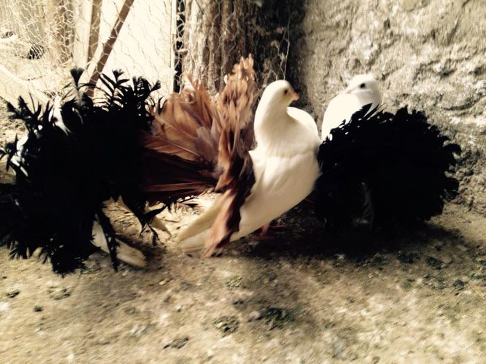 11025932_871274462915557_1931266567109941701_n