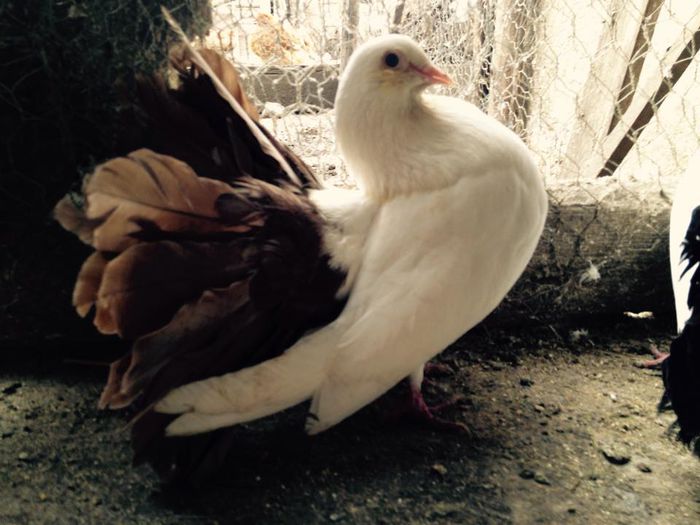 11026027_871267889582881_5931622415821753457_n