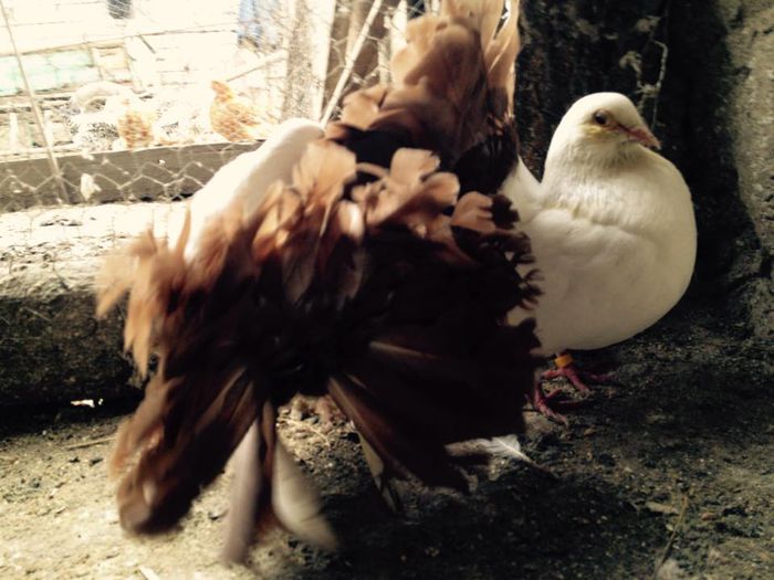 11026185_871267039582966_5314580987511464942_n