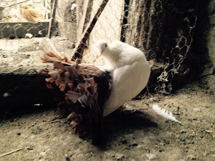 11026361_871265859583084_4123047867705739035_n