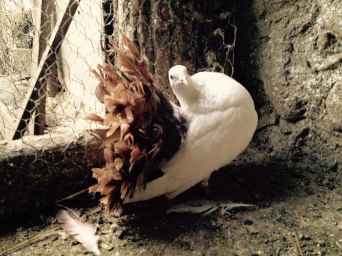 11034259_871268926249444_5785717495352006056_n