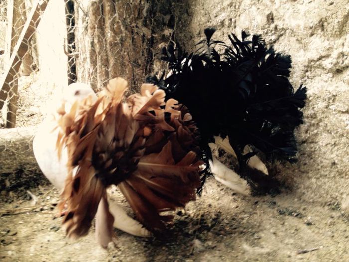 11037777_871269902916013_5651897070519288027_n