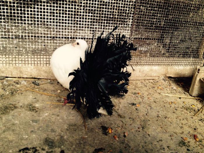 11038394_871268966249440_8880945903988523509_n