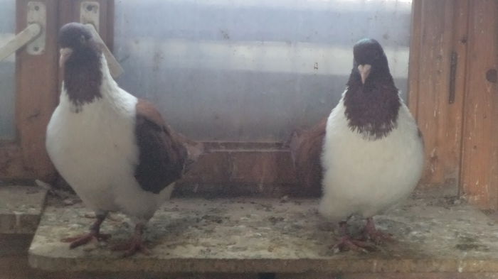 ACHIZITIE 2014 MATCA 2015