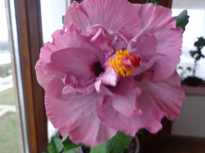 DSC05595 - HIBISCUS ISOBEL BEARD