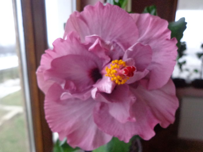 DSC05596 - HIBISCUS ISOBEL BEARD