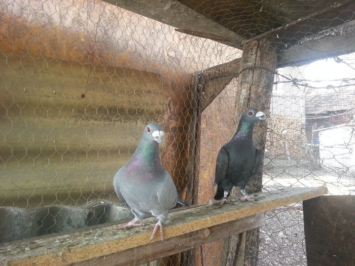 femele 2014 - PORUMBEI DRAGONI