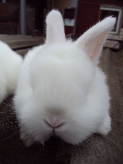 DSC06624; kuib format dintr-o pereke
