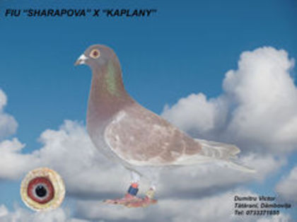 fiu sarahova x caplani