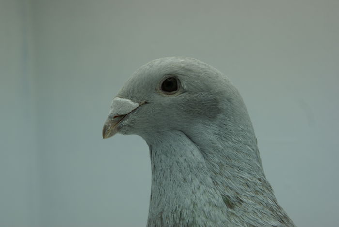 Femela 2014 - Martie 2015