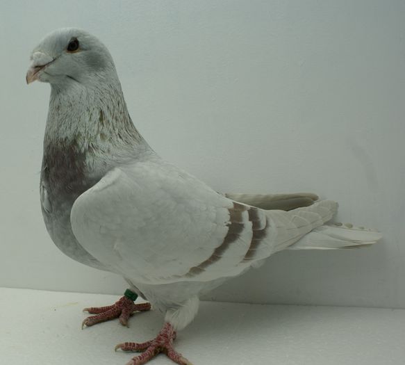 Femela 2013 - Martie 2015