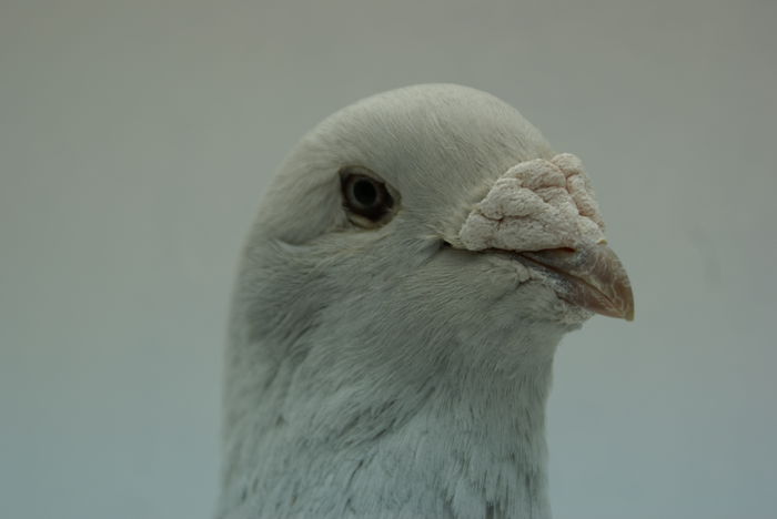 Femela 2012 - Martie 2015