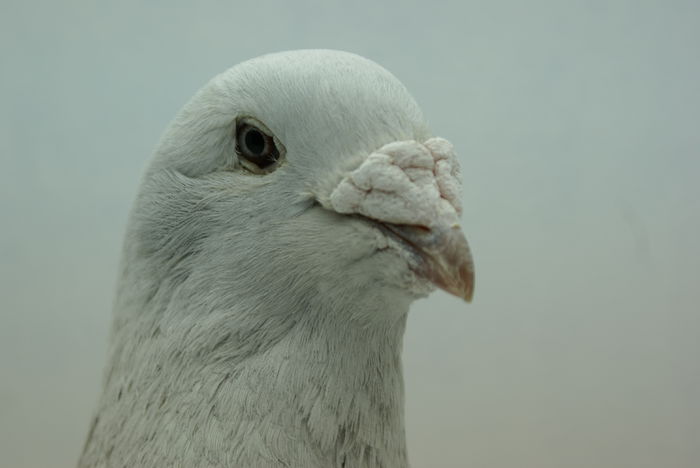 Femela 2012 - Martie 2015