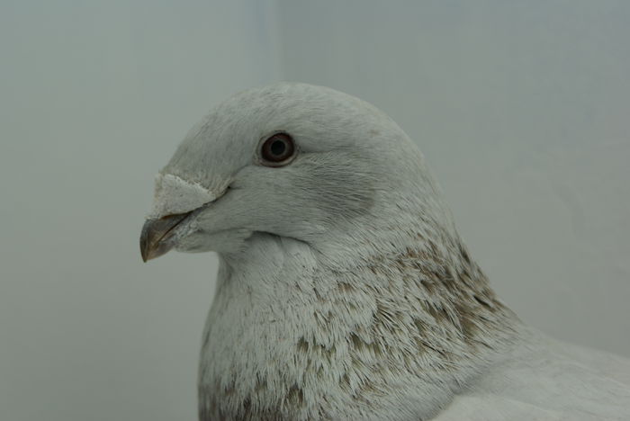 Femela 2013 - Martie 2015