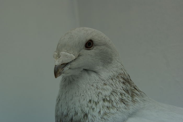 Femela 2013 - Martie 2015