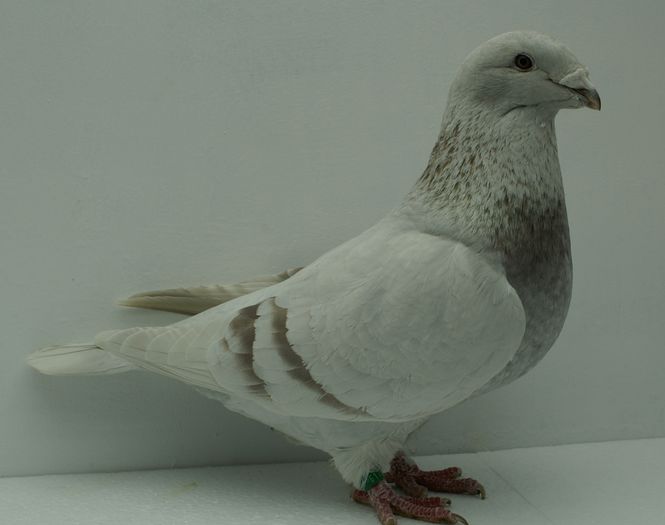 Femela 2013 - Martie 2015