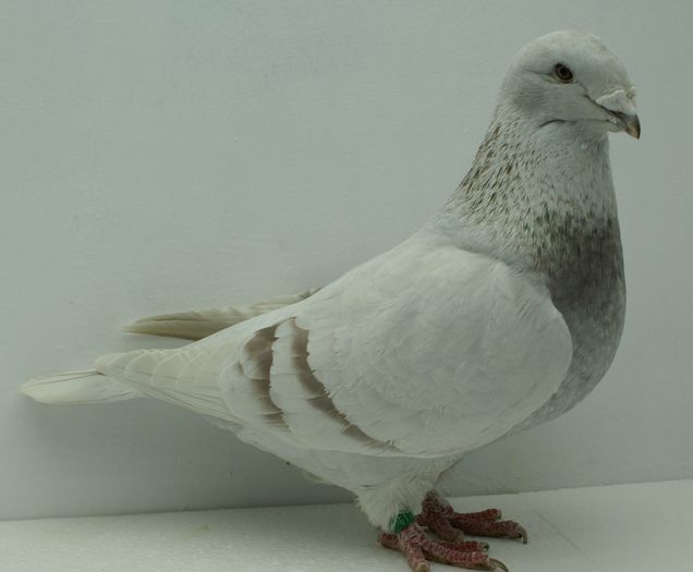 Femela 2013 - Martie 2015