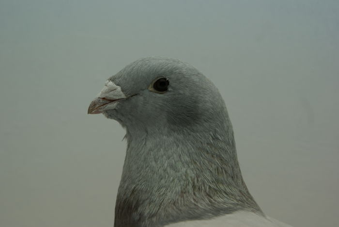 Femela 2013 - Martie 2015