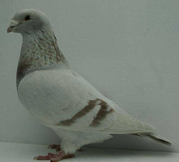 Femela 2013 - Martie 2015