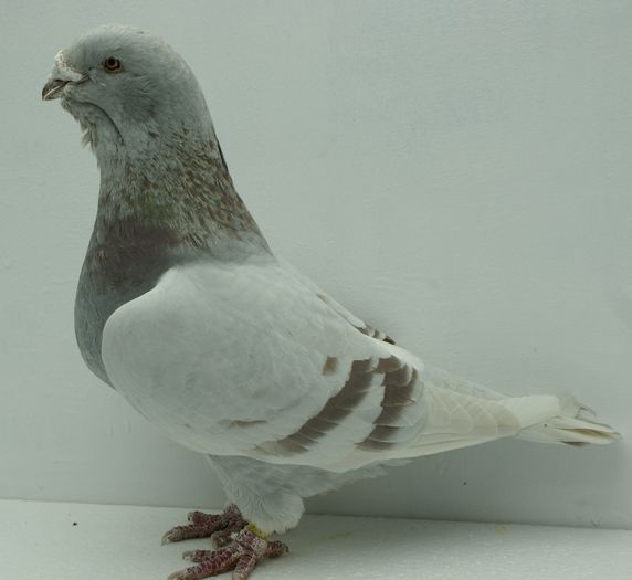 Femela 2010 - Martie 2015