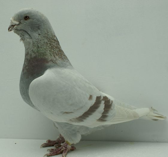 Femela 2010 - Martie 2015