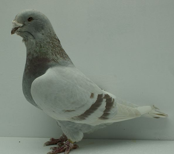 Femela 2010 - Martie 2015