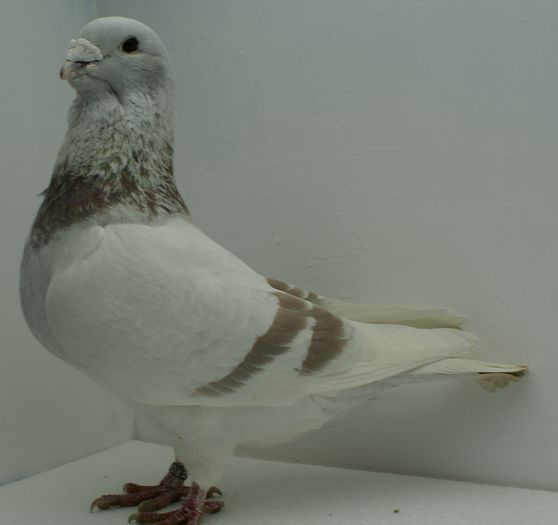 Mascul 2014 - Martie 2015