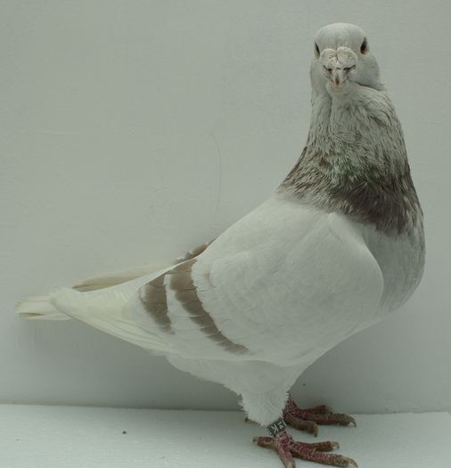 Mascul 2014 - Martie 2015