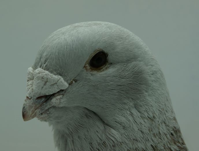 Mascul 2014 - Martie 2015