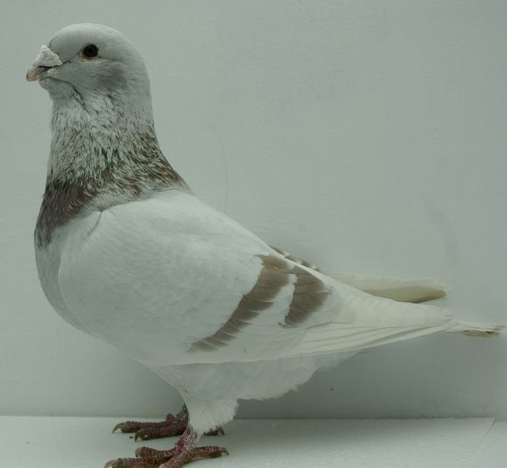 Mascul 2014 - Martie 2015