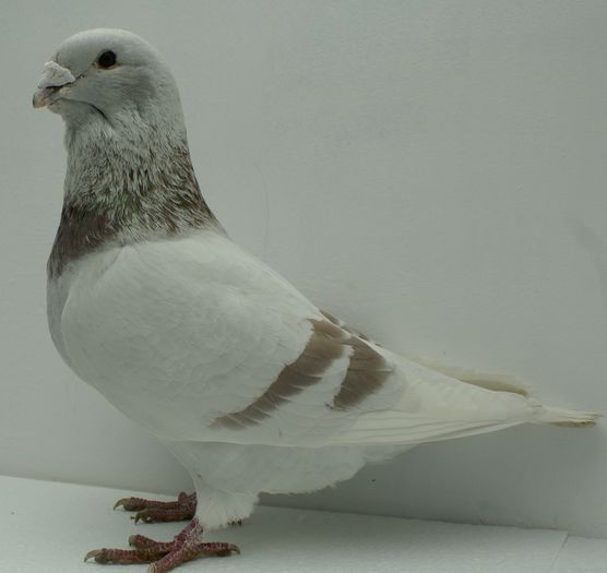 Mascul 2014 - Martie 2015