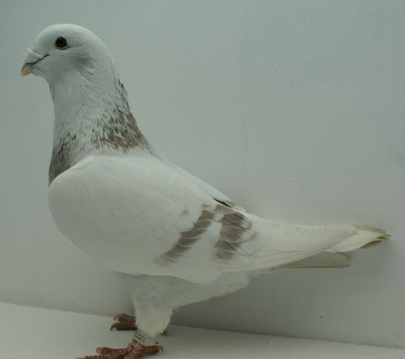 Mascul 2014 - Martie 2015