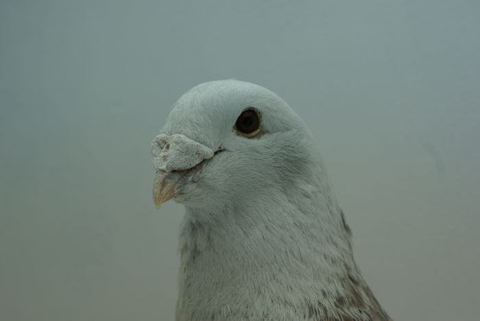 Mascul 2014 - Martie 2015