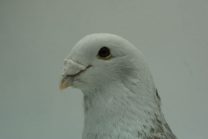 Mascul 2014 - Martie 2015