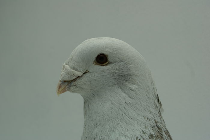 Mascul 2014 - Martie 2015