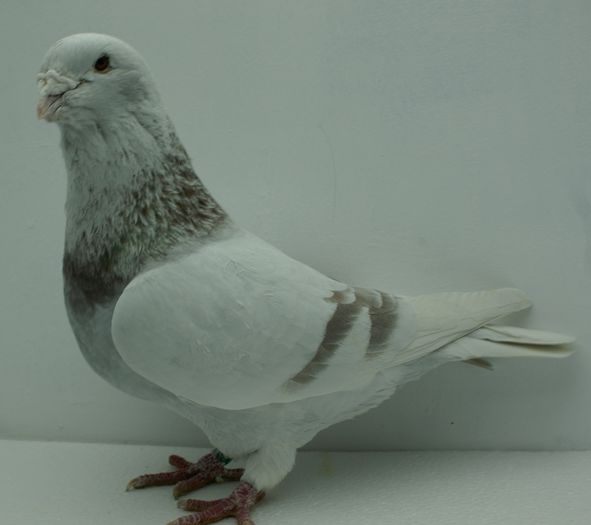 Mascul 2013 - Martie 2015