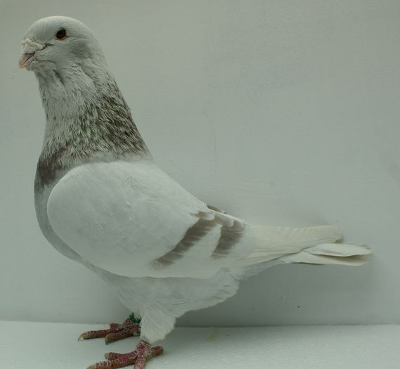 Mascul 2013 - Martie 2015