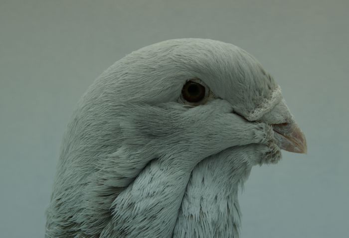 Mascul 2013 - Martie 2015