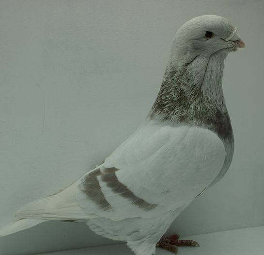 Mascul 2013 - Martie 2015