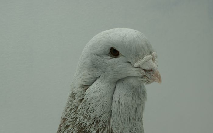 Mascul 2013 - Martie 2015