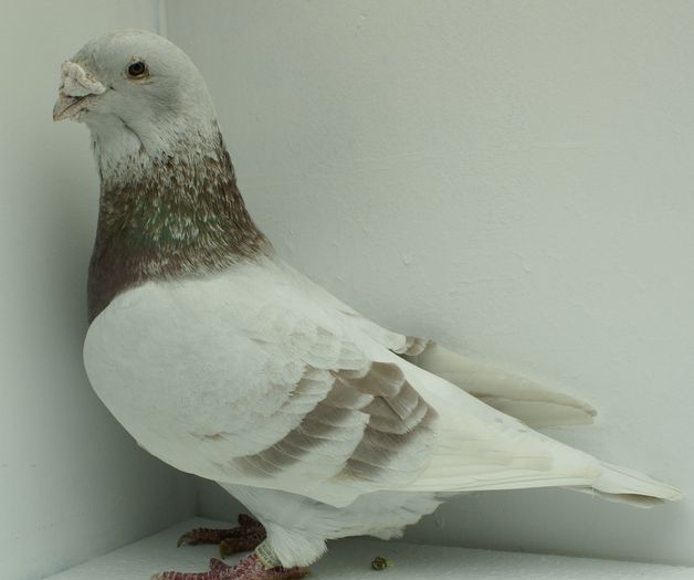 Mascul 2012 - Martie 2015