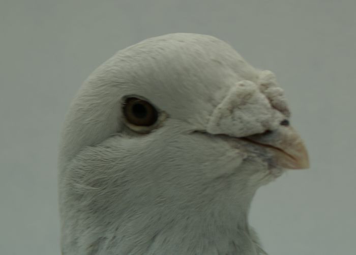 Mascul 2014 - Martie 2015