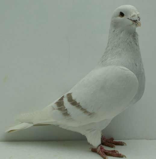 Mascul 2014 - Martie 2015