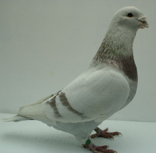 Mascul 2013 - Martie 2015